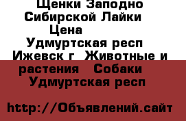 Щенки Заподно Сибирской Лайки. › Цена ­ 3 000 - Удмуртская респ., Ижевск г. Животные и растения » Собаки   . Удмуртская респ.